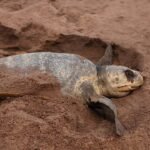 Odisha Assembly Adjourned Amid Protests Over SCB Hospital Fire Tragedy