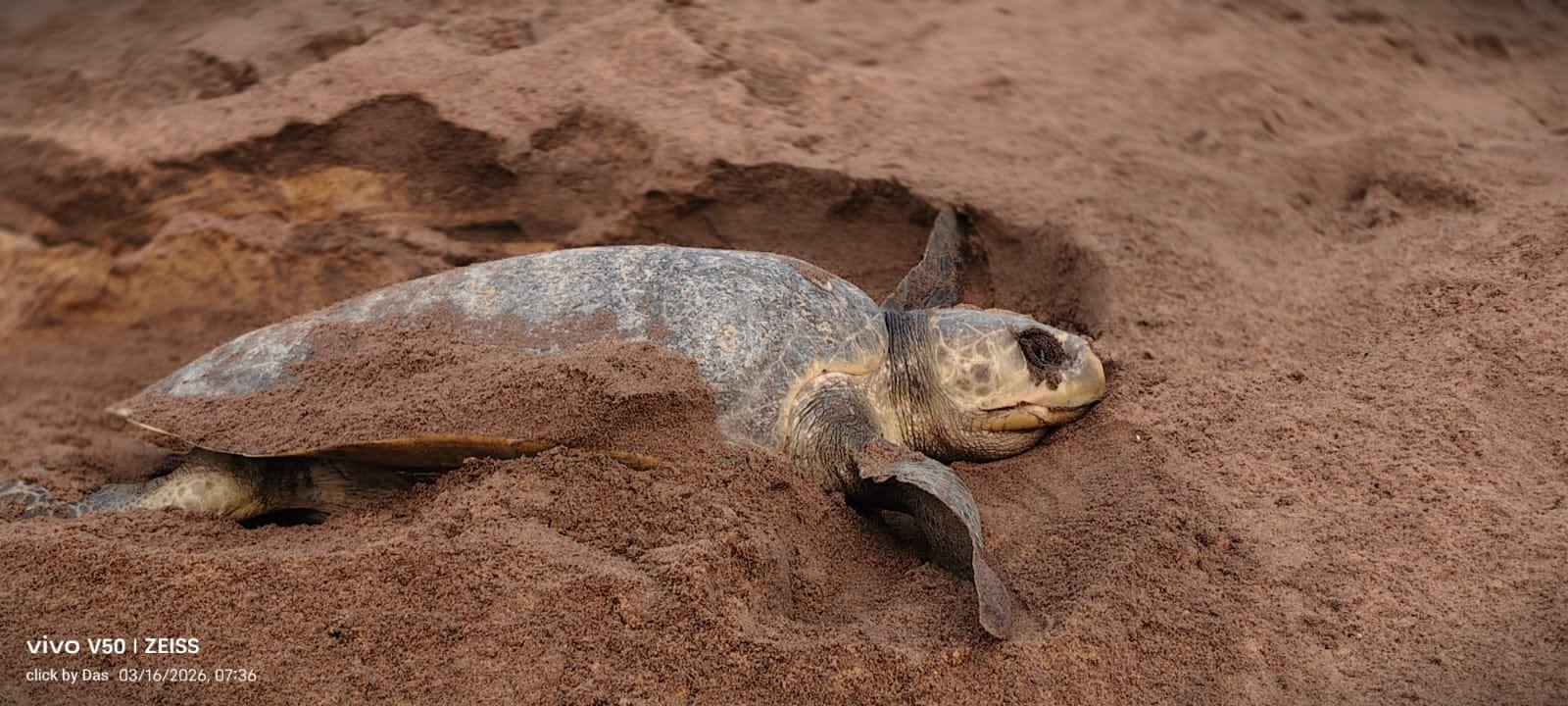 Rushikulya Rookery Sees Significant Surge on Second Day of Arribada