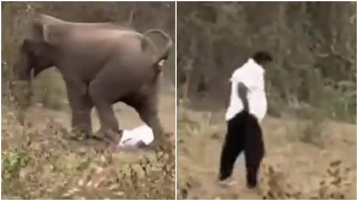 Odisha Man Survives Trampling by Elephant, Walks Away; Video Goes Viral