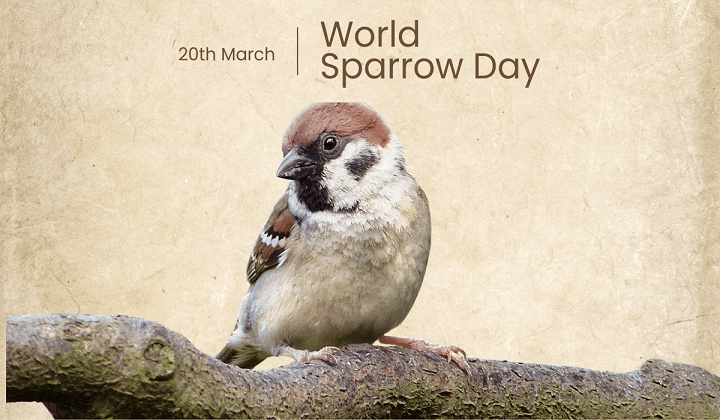World Sparrow Day Celebrated in Odisha: Urgent Appeal to Protect Declining Sparrow Populations