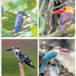 Dredging Corporation of India Aims for Rs 3,000 Crore Revenue, Targets New Markets and Major Projects