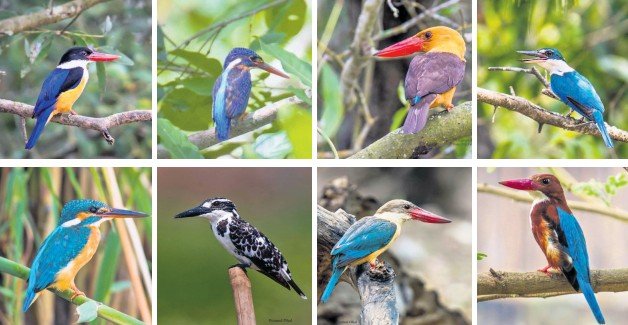 Bhitarkanika National Park Hosts Eight Species of Kingfishers
