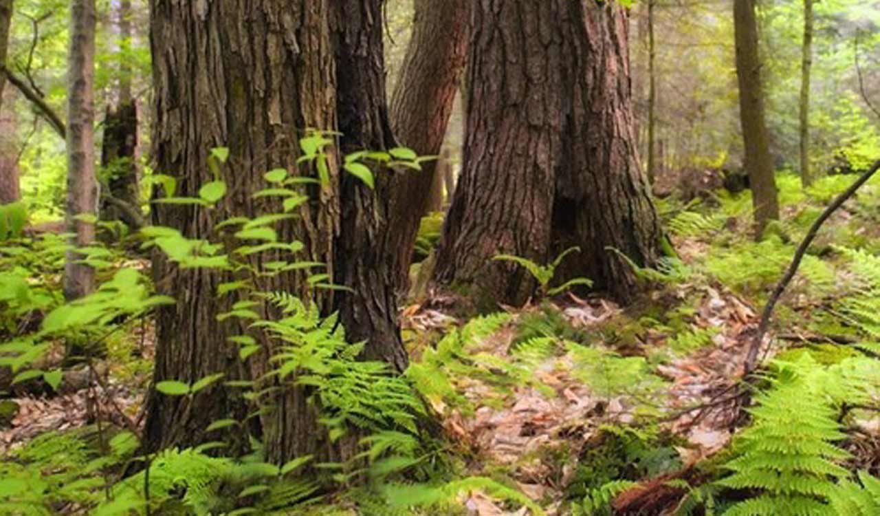 Security Forces Uncover Explosives Cache Near Chhattisgarh-Odisha Border, Avert Major Naxal Attack