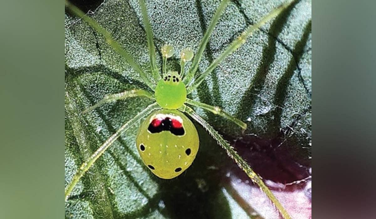 Odia Scientists Identify New Species of Happy-Face Spider