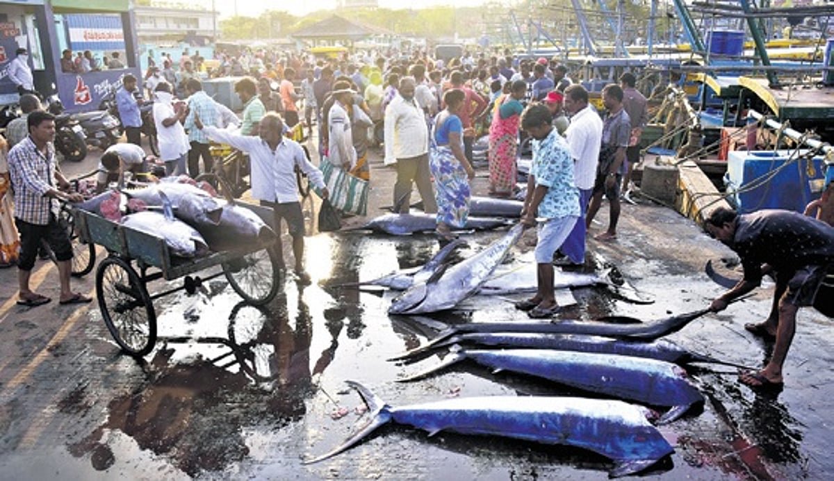 Marine Fish Landings in Andhra Pradesh Decline by 13% in 2025