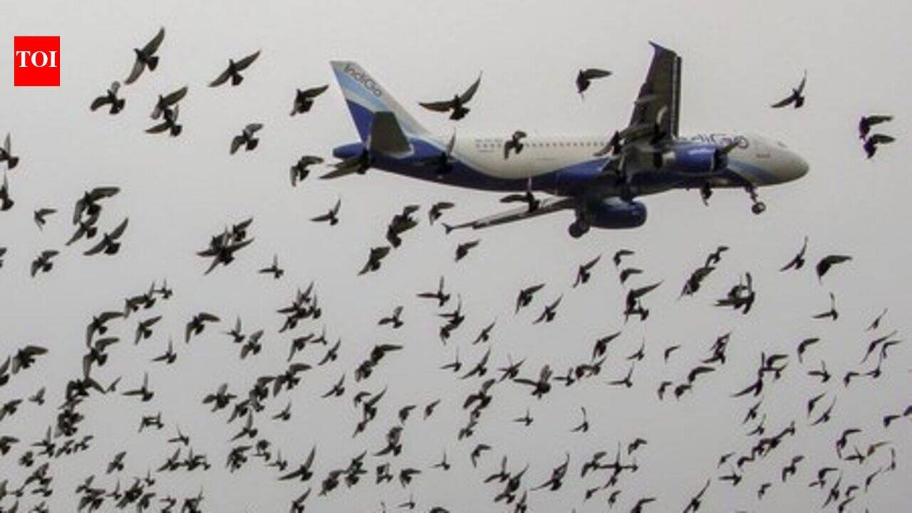Bhubaneswar Airport Tackles Wildlife Issues: Authorities Seek Solutions to Mitigate Bird Strikes