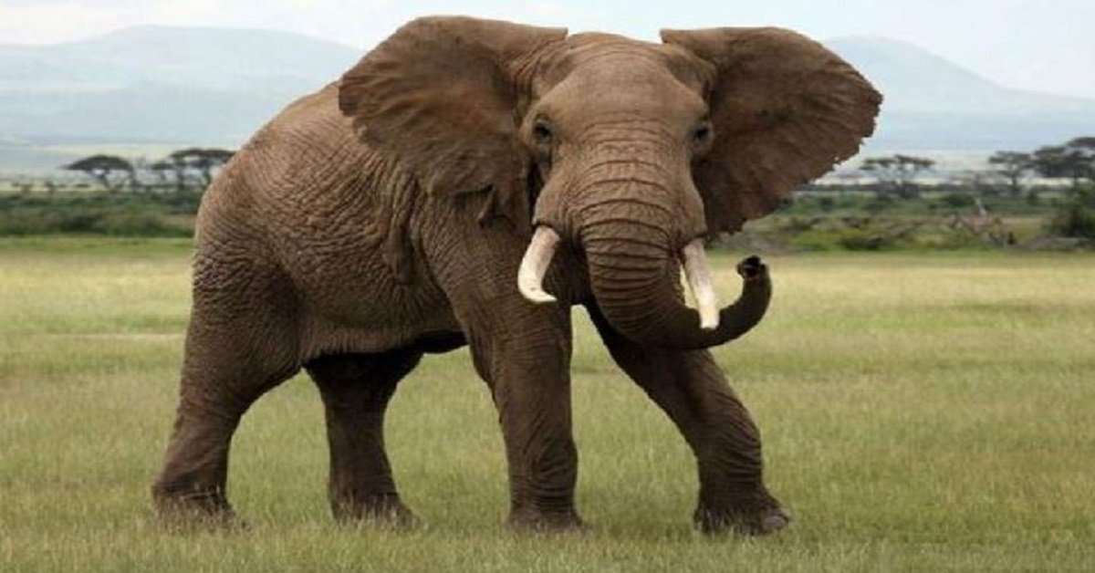 Man Severely Injured in Elephant Attack in Angul Village