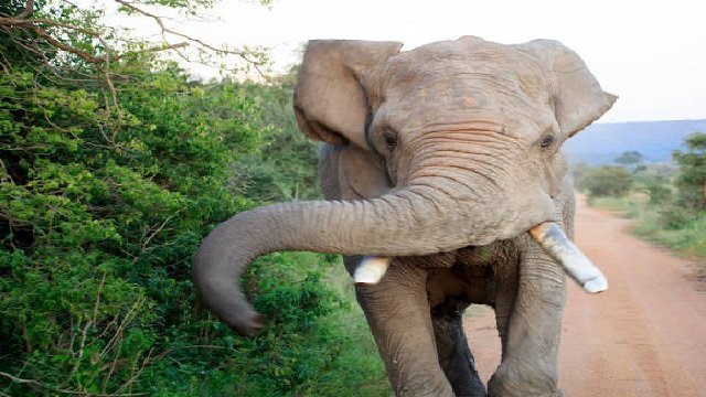 Angul: Woman Killed by Elephant Attack