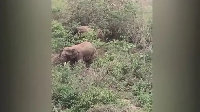 Elephant Attacks in Angul Result in Two Fatalities