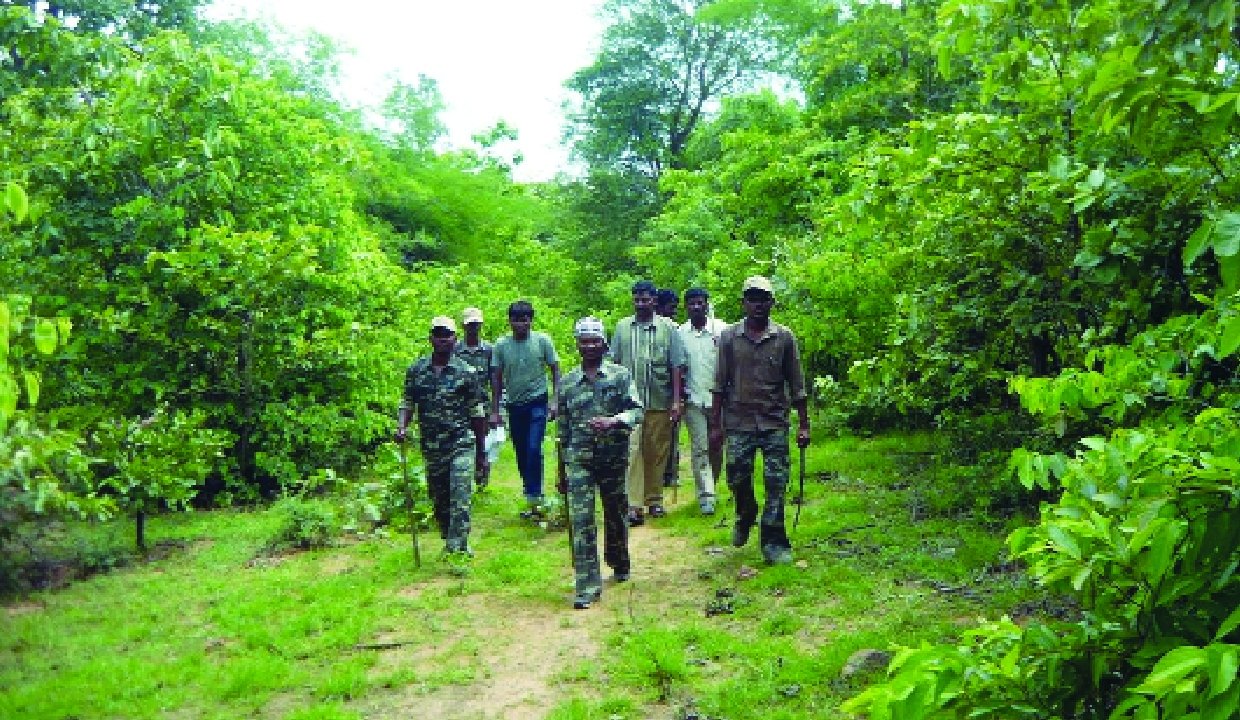 India's Forest Guardians Face Increasing Violence Amidst Governance Crisis