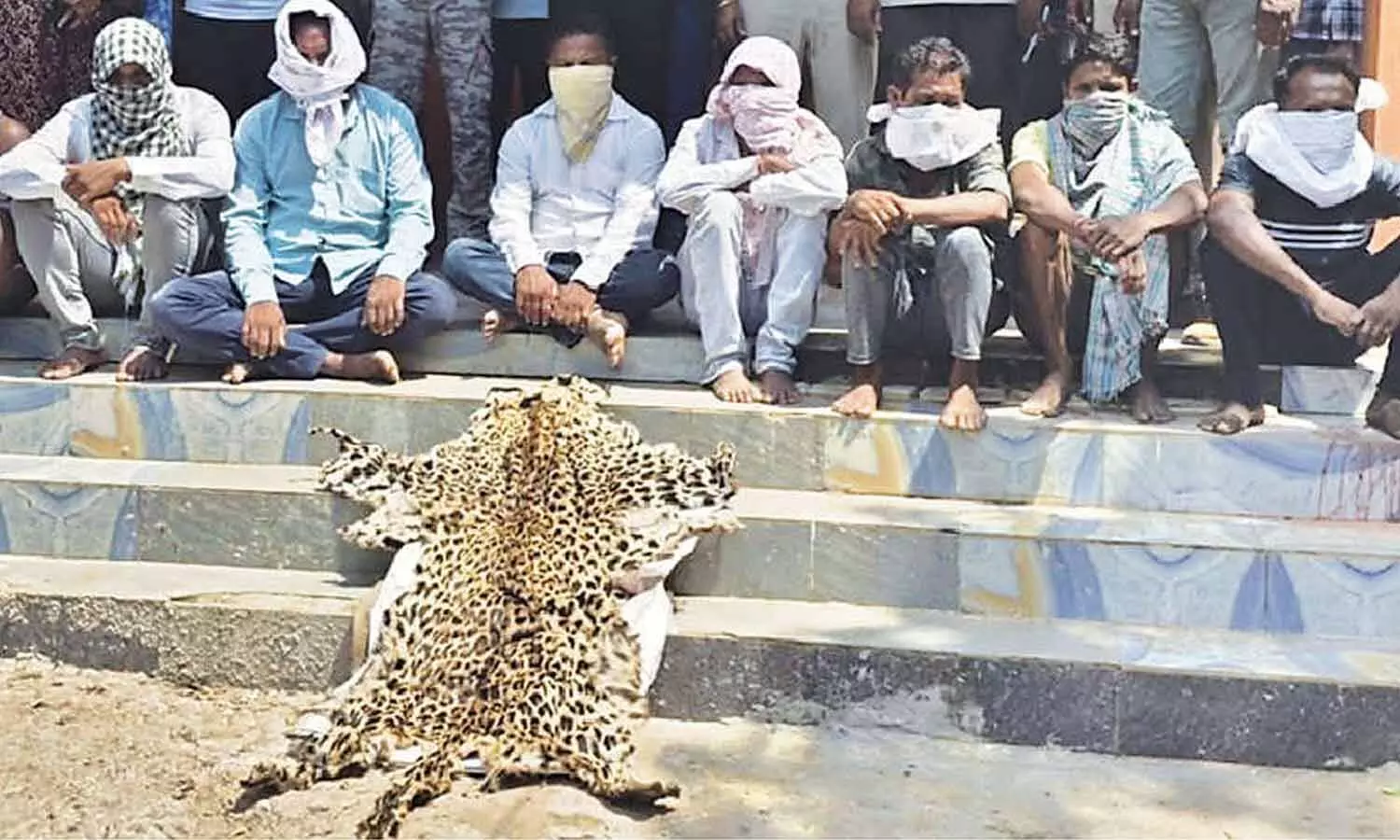 Frequent Leopard Skin Seizures Highlight Organized Wildlife Trafficking