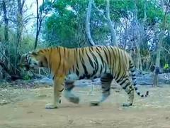 Tigress Reappears in Udanti-Sitanadi Tiger Reserve After Eight Years, New Addition to Tiger Census 2026