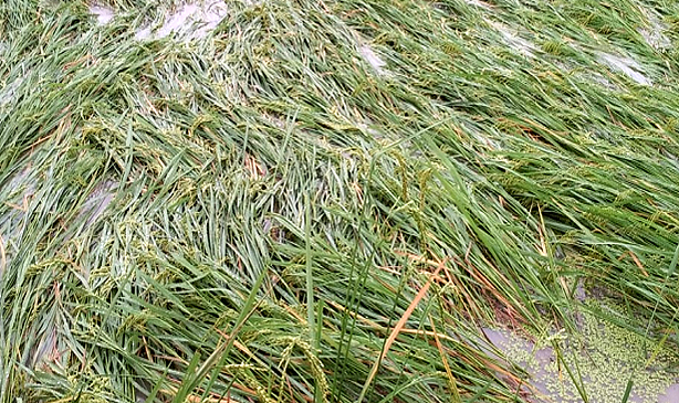 Odisha Official Initiates Crop Loss Evaluation Following Heavy Rains