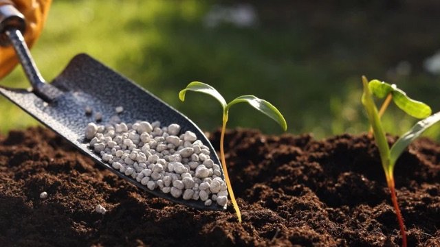 Odisha Encourages Use of Complex Fertilisers and Ammonium Sulphate to Replace DAP and Urea