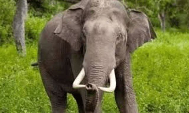Two Lives Lost in Separate Elephant Attacks in Sundaragada
