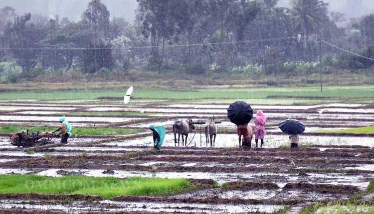 Jharsuguda Sees Record Rainfall of 114.3mm in Odisha Over 24 Hours
