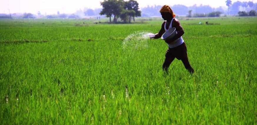 Odisha Government Urges Strong Measures Against Fertilizer Black Marketing