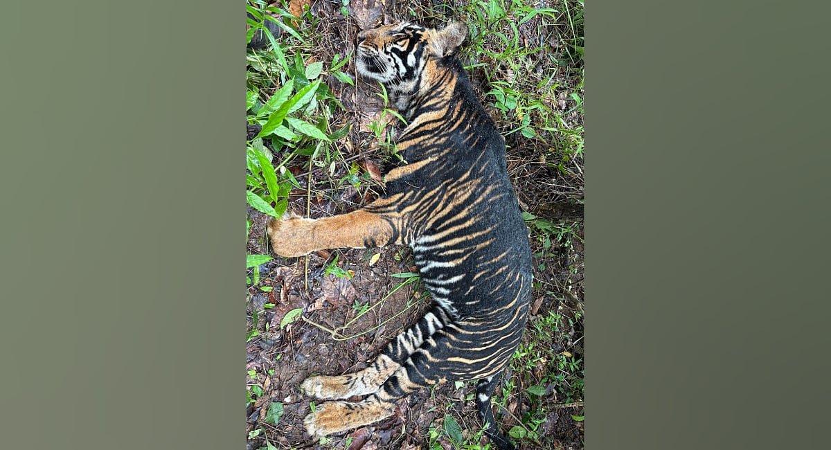 Dead Pseudo-Melanistic Tiger Discovered in Similipal Reserve