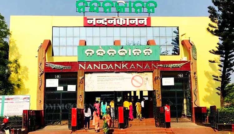 Nandankanan Zoo Set to Introduce Red Kangaroo and Other Exotic Species