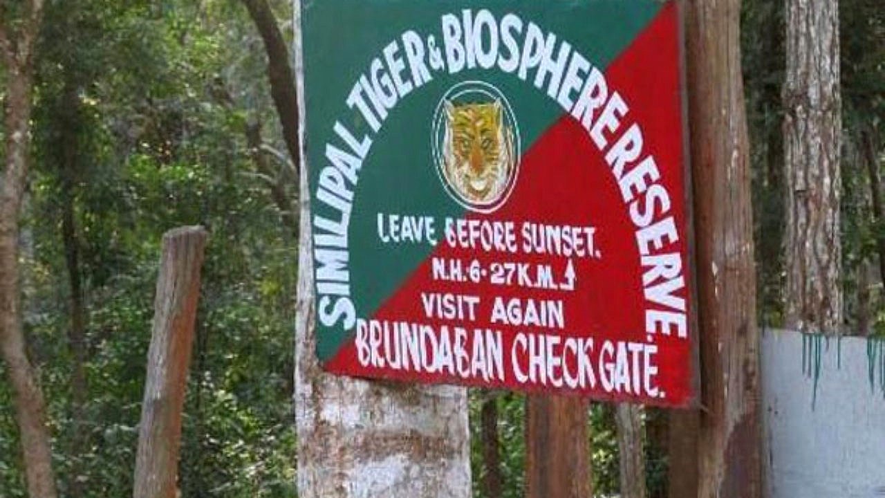 Radio Collar on Tigress in Odisha Expected to Be Removed as She Settles in Similipal