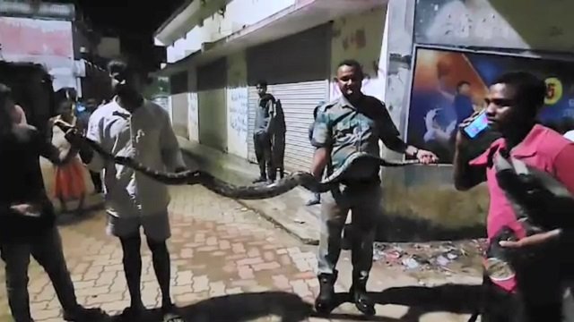 8-Foot Python Rescued from Odisha Home