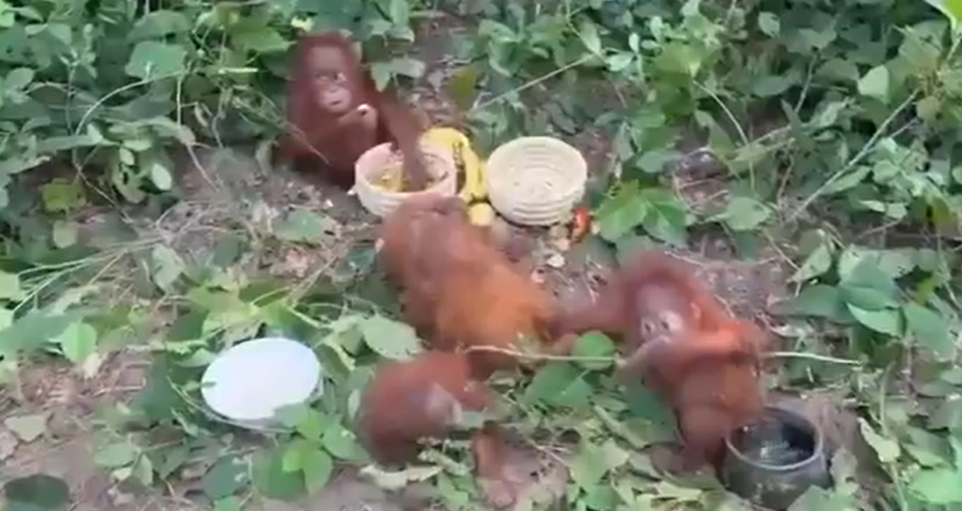 Five Orangutans Rescued from Protected Forest in Odisha