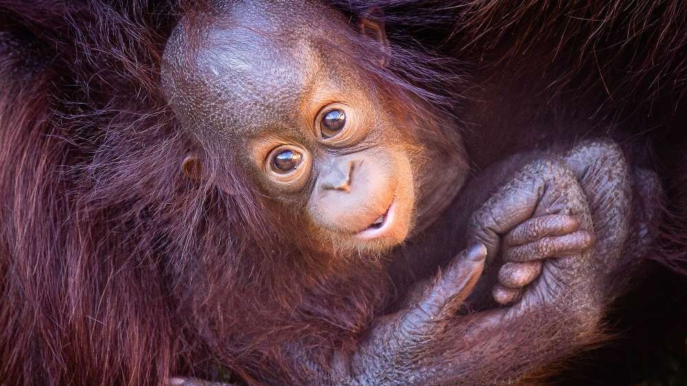 Discovery of Baby Orangutans in Odisha Triggers Trafficking Investigation