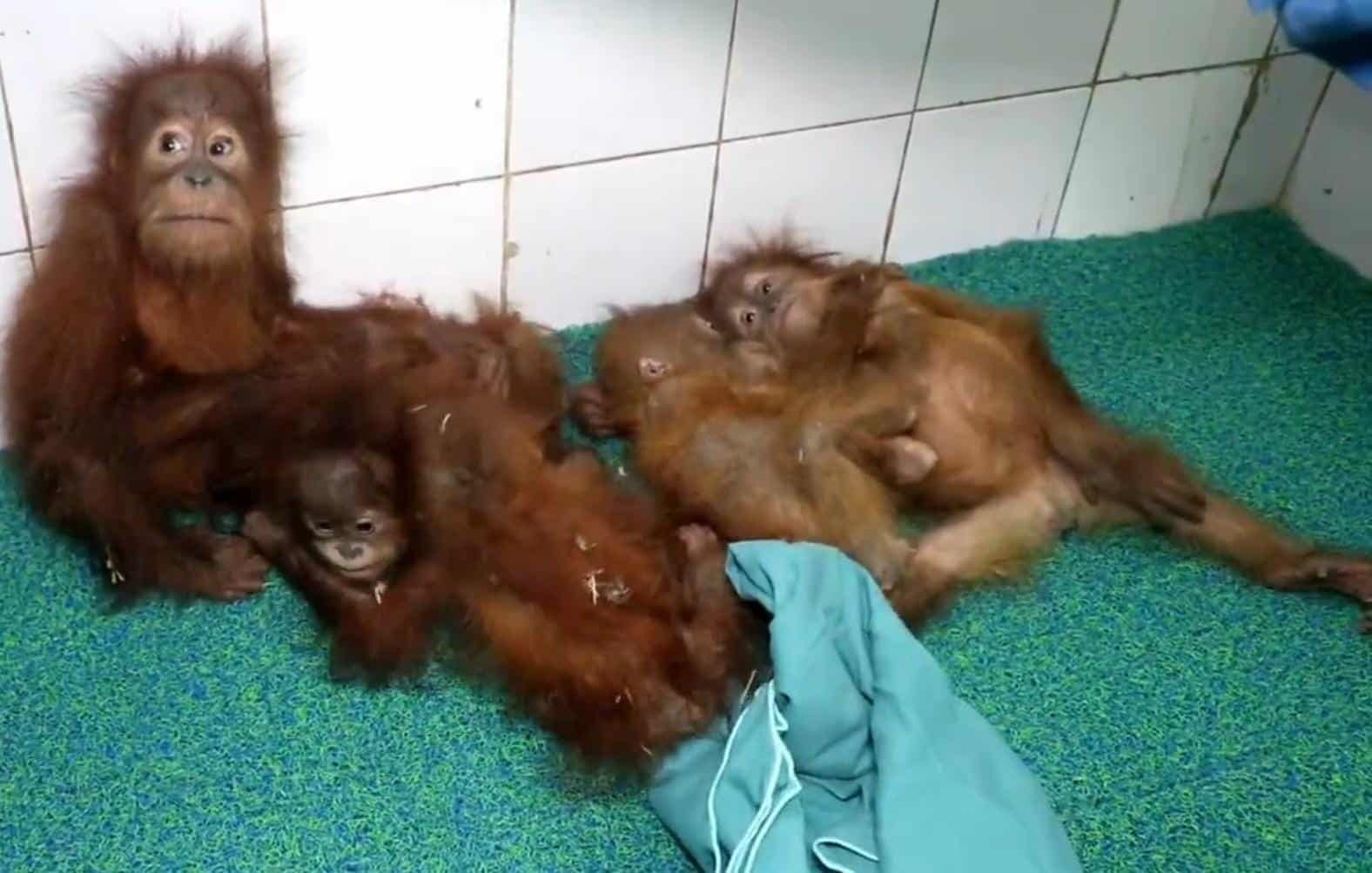 Treatment for Two Rescued Orangutans at Nandankanan, Three in Stable Condition