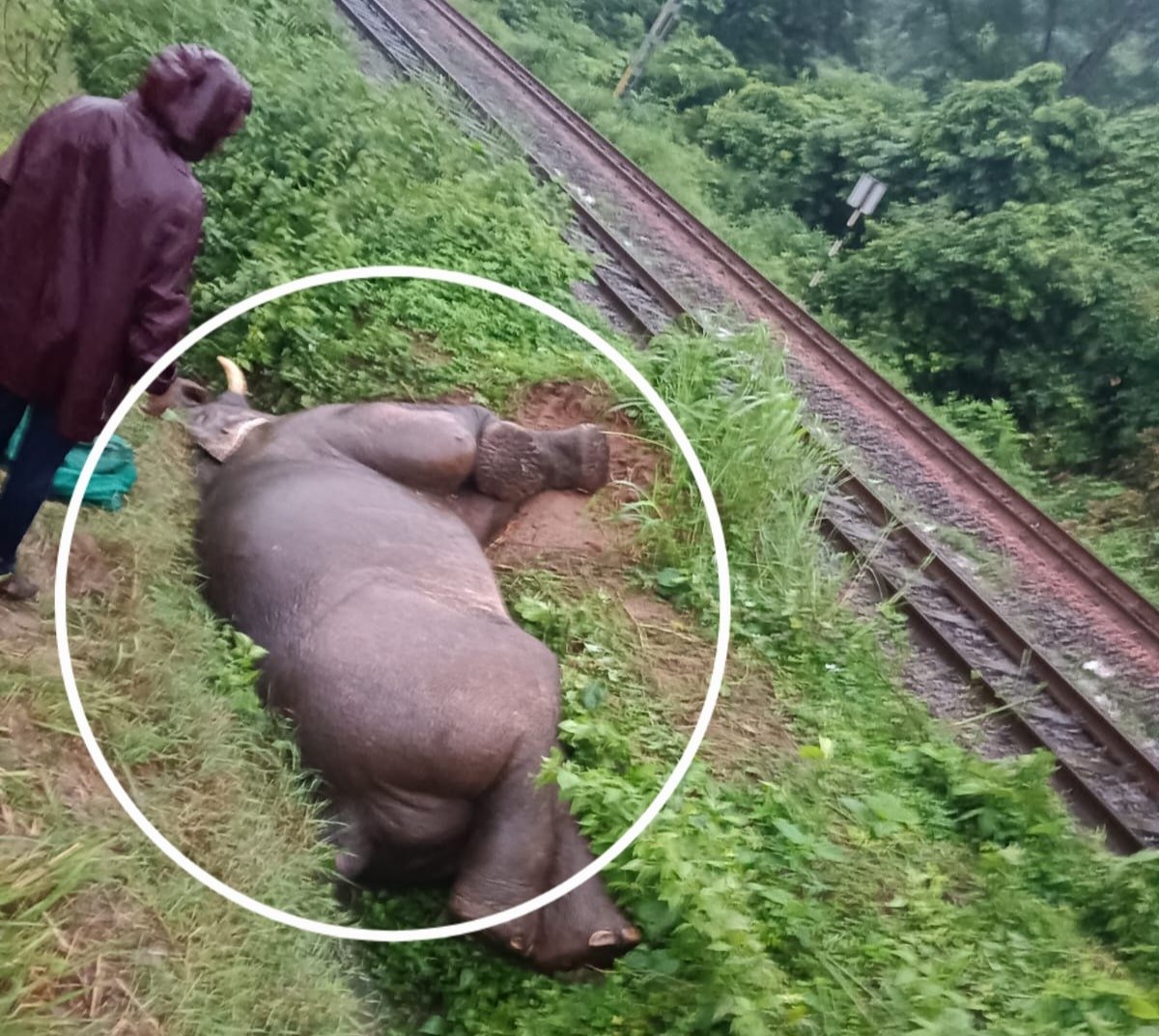 Tusker Dies in Train Collision in Odisha's Rayagada District