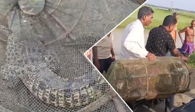 Saltwater Crocodile Rescued from Fishing Net in Kendrapada
