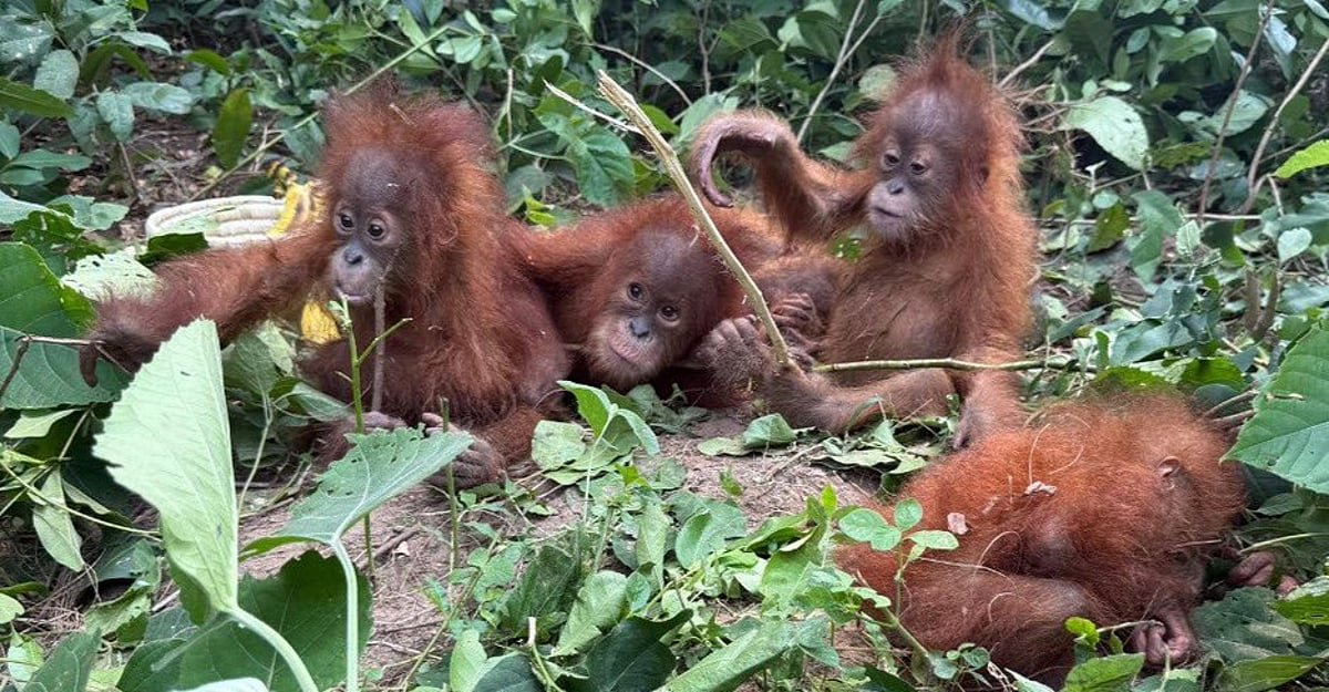Experts Suggest Rescued Orangutans Display Signs of Captivity
