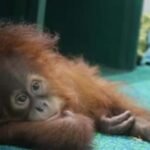 All Five Rescued Baby Orangutans at Nandankanan Zoo Show Improvement