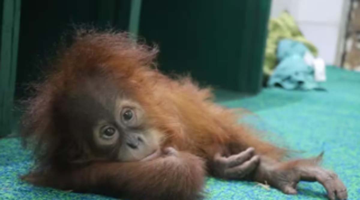 Wildlife Crime Bureau to Assist STF in Investigating Orangutan Trafficking