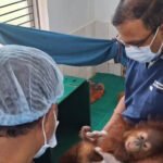 Wildlife Crime Bureau to Assist STF in Investigating Orangutan Trafficking