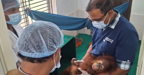 All Five Rescued Baby Orangutans at Nandankanan Zoo Show Improvement