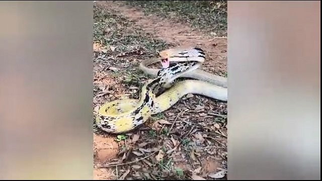 Unique Snake Rescued from Toilet in Ganjam, Odisha