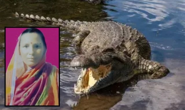 Crocodile Fatality: Woman Attacked in Kendrapada