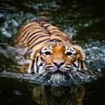 Temporary School Closures in Odisha Due to Flooding