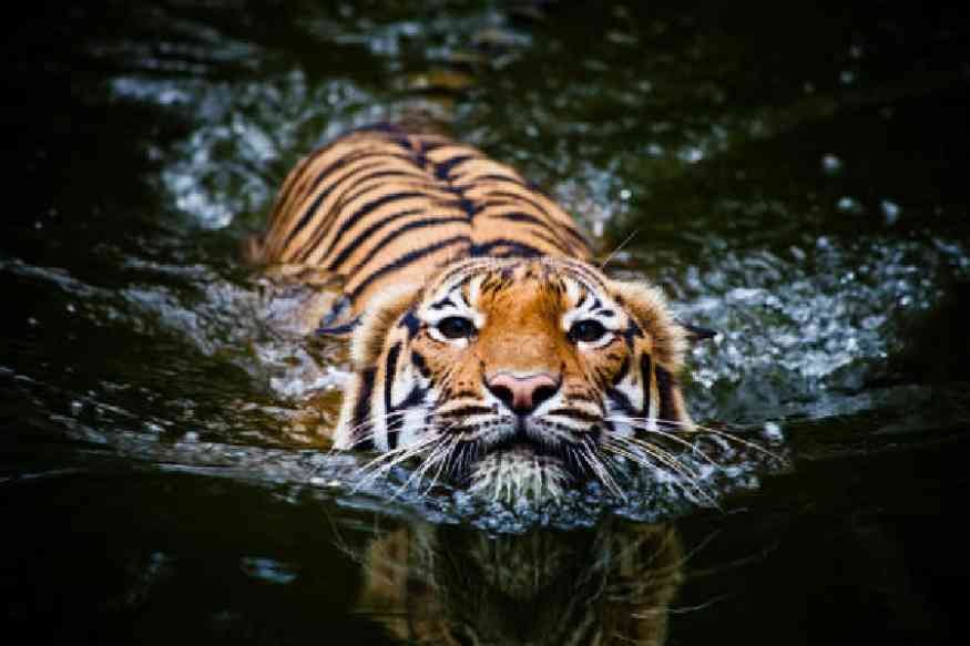 Rethinking Human-Tiger Interactions in the Sundarbans