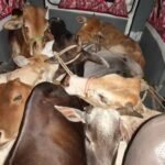 Sri Lanka Navy Detains Nine Indian Fishermen and Confiscates Their Trawler