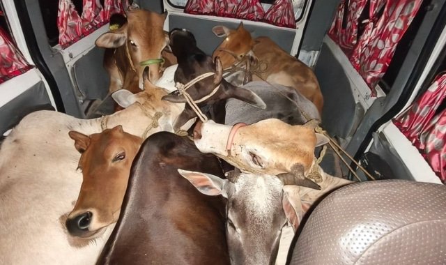 Police in Mayurbhanj Thwart Cattle Smuggling Using Oil Tanker