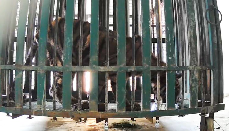 Rescued Tiger Cub Set Free in Similipal for Acclimatization