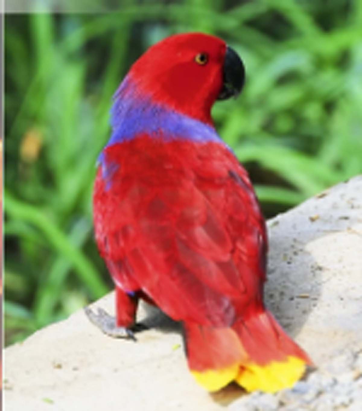 The Dilemma of Private Zoos Amidst Rising Animal Smuggling