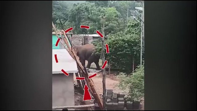 Tusker Found Dead After Sustaining Gunshot Wound in Odisha
