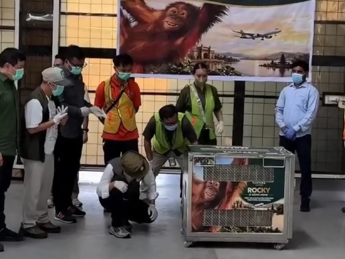 Baby Orangutan 'Rocky' Returns to Indonesia After Rescue in India